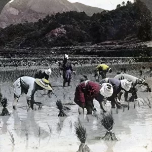 Transplanting rice in a paddy field, Japan, 1904. Artist: Underwood & Underwood