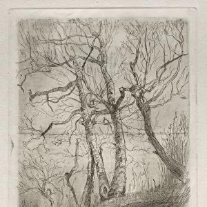 Trees, 1878. Creator: Otto H. Bacher (American, 1856-1909)