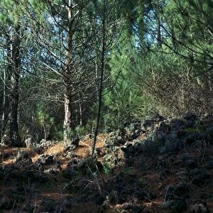Trees growing on a lava flow on the slope of Vesuvius