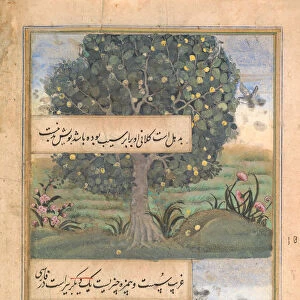 Three Trees of India, Folio from a Baburnama (Autobiography of Babur), late 16th century
