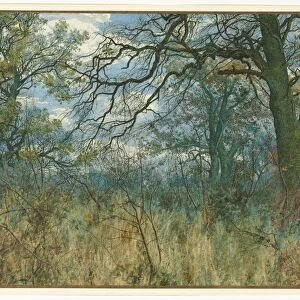 Trees and Undergrowth, 1885. Creator: Garden William Fraser (British, 1856-1921)