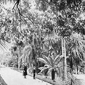 Tropical Palms and Ferns in the Botanical Gardens, c1900. Creator: Unknown