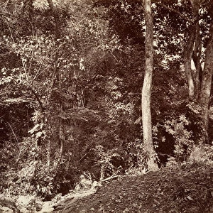 Tropical Scenery, View Near Chipigana, 1871. Creator: John Moran