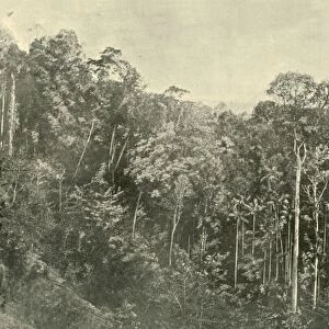 Tropical Scrubs, Blackall Range, Queensland, 1901. Creator: Unknown
