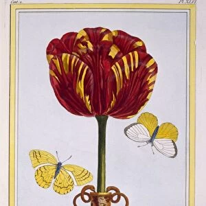 Tulip Le Drap d Or, pub. 1776. Creator: Pierre Joseph Buchoz (1731-1807)