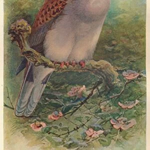 Turtle Dove (Turtur auritus), 1900, (1900). Artist: Charles Whymper