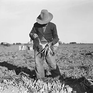 Tying carrots in Imperial Valley, near Meloland, California, 1939. Creator: Dorothea Lange