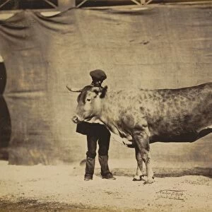 Vache Garonnaise, agee de 5 a6 ans, 1856. Creator: Adrien Alban Tournachon