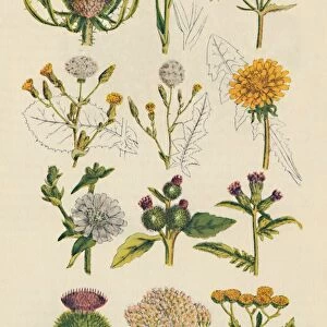 Varieties of British wildflowers, 1947