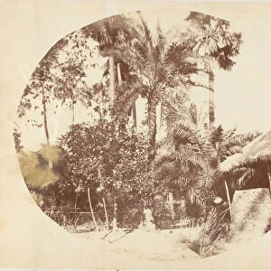View in the Jungle, Bengal, 1850s. Creator: Captain R. B. Hill