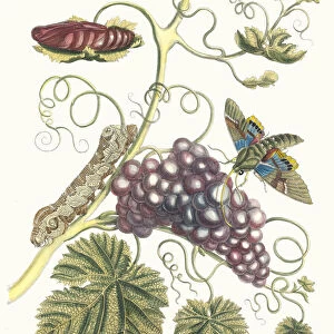 Vigne d Amerique. From the Book Metamorphosis insectorum Surinamensium, 1705