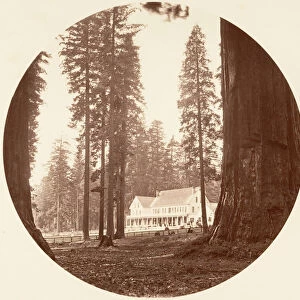 W. C. Bryant - Calaveras Grove, ca. 1878. Creator: Carleton Emmons Watkins