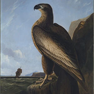 Washington Sea Eagle, ca. 1836-1839. Creator: John James Audubon