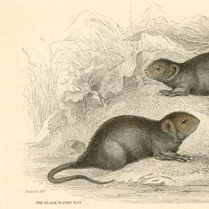 Water vole (Arvicola terrestris), also known as the black water rat, 1828