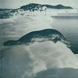 A Weddell Seal About To Dive, c1911, (1913). Artist: Herbert Ponting