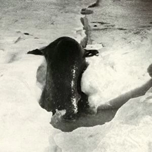 A Weddell Seal Getting On To The Ice, November 1911, (1913). Artist: Herbert Ponting