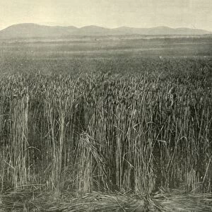 Wheat Field, Canning Downs, Queensland, 1901. Creator: Unknown