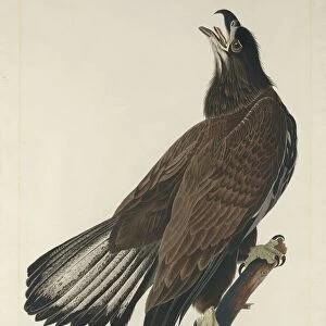 White-Headed Eagle, 1832. Creator: Robert Havell