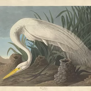 White Heron, 1837. Creator: Robert Havell