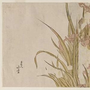 White and Purple Irises, early 1800s. Creator: Katsushika Hokusai (Japanese, 1760-1849)