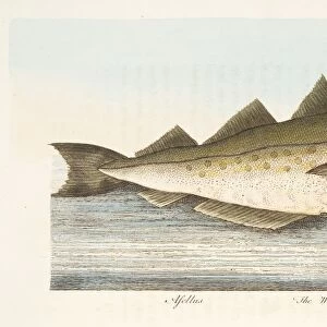 The Whiting, from A Treatise on Fish and Fish-ponds, pub. 1832 (hand coloured engraving)