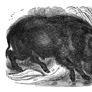 Wild boar, 1848