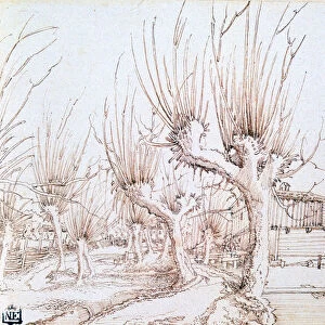 Willow Plantation, 1514. Artist: Wolf Huber