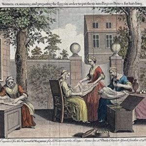 Women examining silk moth eggs and putting them in boxes for hatching into caterpillars, 1748