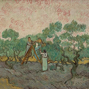 Women Picking Olives, 1889. Creator: Vincent van Gogh