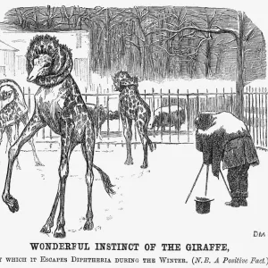 Wonderful Instinct of The Giraffe, 1865. Artist: George du Maurier