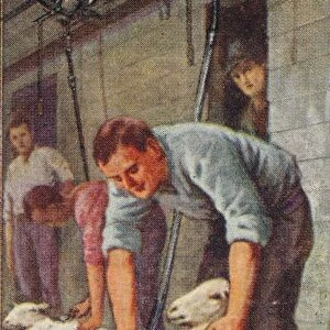 Wool, 1. - Shearing Sheep by Machinery, Australia, 1928