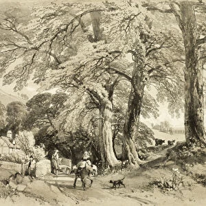Wych Elm, from The Park and the Forest, 1841. Creator: James Duffield Harding