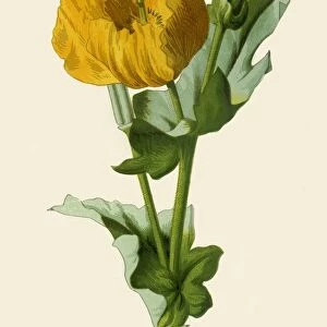 Yellow Horned Poppy, 1877. Creator: Frederick Edward Hulme