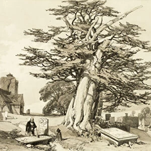 Yew, from The Park and the Forest, 1841. Creator: James Duffield Harding
