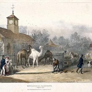 Zoological Gardens, Regents Park, London, 1835. Artist: Charles Joseph Hullmandel