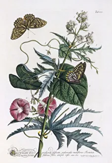 1. Abutilon, 2. Convolvulus, c. 1748 (hand coloured engraving)
