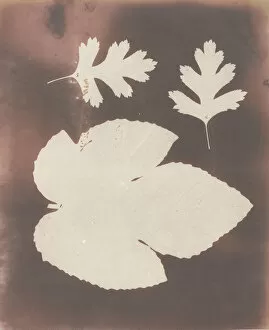 Calotype Negative Collection: 1. Foglia di Fico. 2. Foglia di Spina Bianco, 1839. Creator: William Henry Fox Talbot