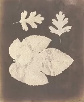 Calotype Negative Collection: 1. Foglia di Fico. 2. Foglia di Spino bianco, ossia Crataegus, 1839-40