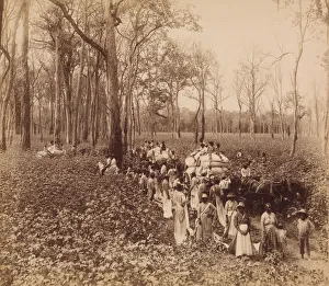 12 O clock in the Deadening, ca. 1891. Creator: John Horgan