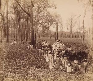 Cotton Field Gallery: 12 O clock in the Deadening, ca. 1891. Creator: John Horgan