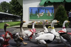 Daily Life Gallery: 16 Chestnut Street, Gaithersburg, MD. Creator: Chris Suspect