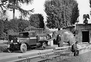Trunk Prints: 1934 Bedford 30cwt WS truck with an elephant at Bristol Zoo, (c1934?)