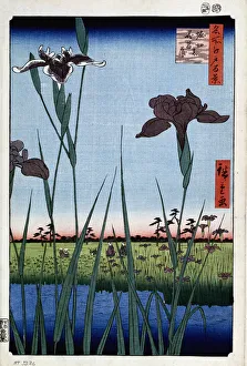Images Dated 9th February 2011: 2585610