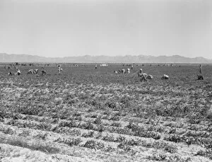 Bending Gallery: 500 pea pickers in field of large-scale Sinclair Ranch, near Calipatria, California, 1939