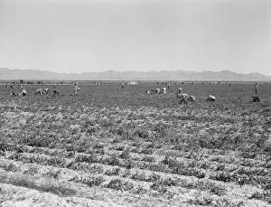 Bending Gallery: 500 pea pickers in field of large-scale Sinclair Ranch, near Calipatria, California, 1939