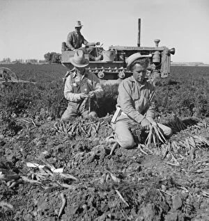 8 a.m. migratory field workers pulling carrots in a field, near Meloland, Imperial County, CA