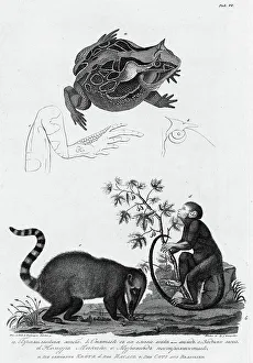 Hind Leg Prints: A/ Brazil Frog; B/ Its Eyes; C/ Hind Leg; D/ Makako Lemur; E/Anteater with Motley Tail
