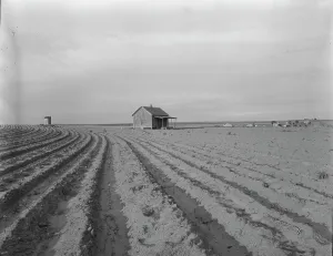 Furrows Prints: Abandoned tenant house, Hall County, Texas, 1937. Creator: Dorothea Lange