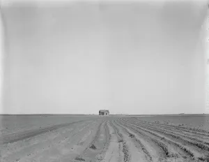 Furrows Prints: Abandoned tenant house, seen across tractored cotton fields