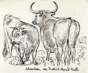 Line Drawing Prints: Aberdeen Ox and Shorthorned Bull, 1825-1839. Creator: James Howe